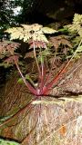 Geranium robertianum