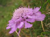 Scabiosa opaca