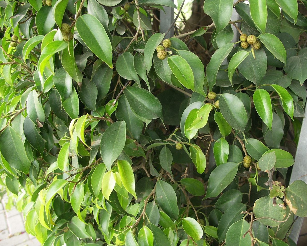Изображение особи Ficus benjamina.