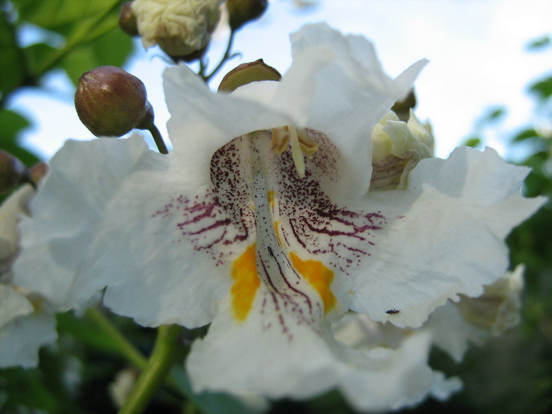 Image of Catalpa bignonioides specimen.