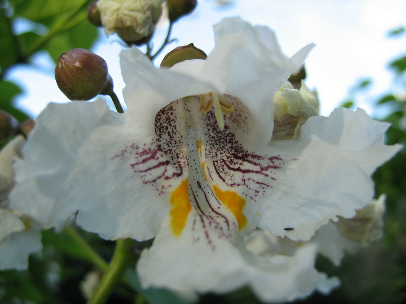 Изображение особи Catalpa bignonioides.