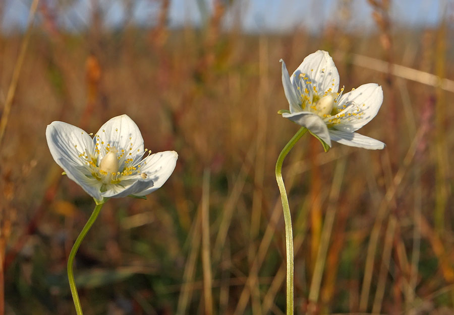 Image of Parnassia palustris specimen.