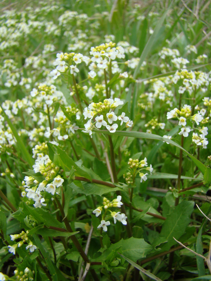 Изображение особи Calepina irregularis.