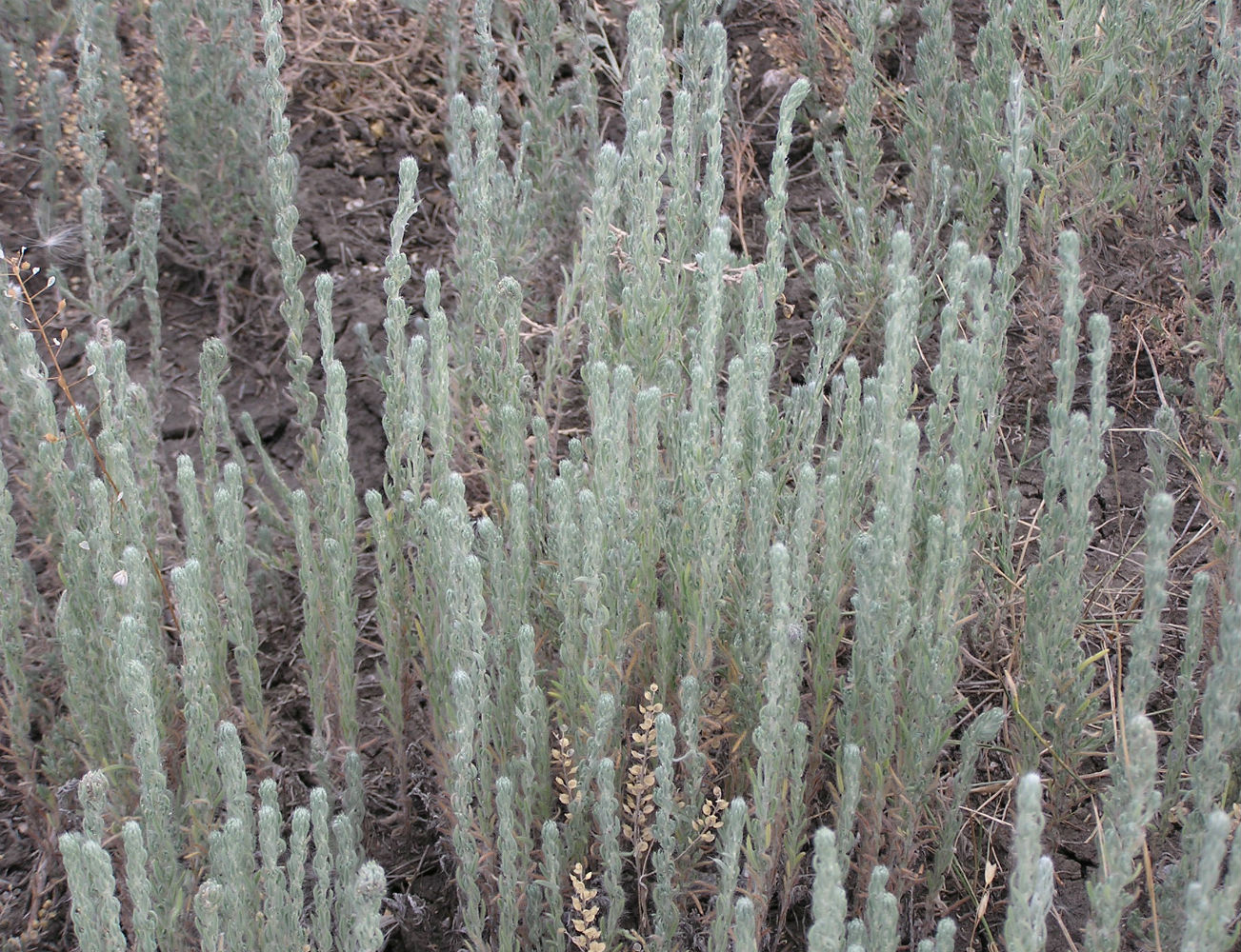 Image of Sedobassia sedoides specimen.