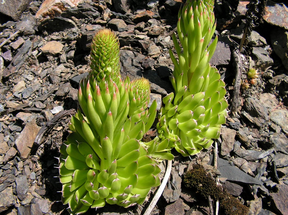 Image of Orostachys spinosa specimen.