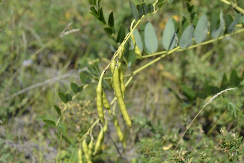 Изображение особи Sophora flavescens.