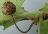 Platanus × acerifolia. Отцветшее соцветие. Германия, г. Кемпен, в парке. 13.05.2012.
