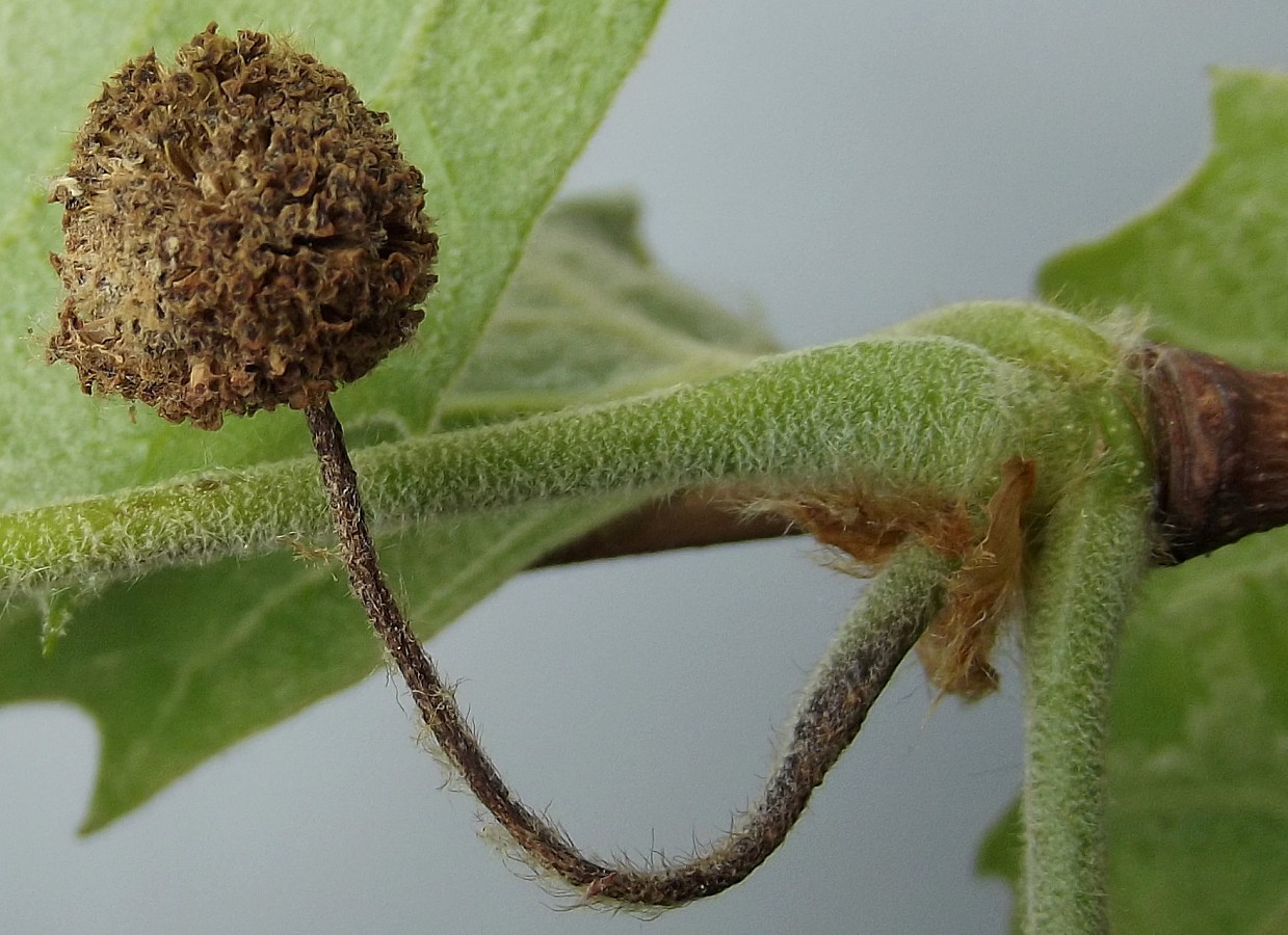 Image of Platanus &times; acerifolia specimen.