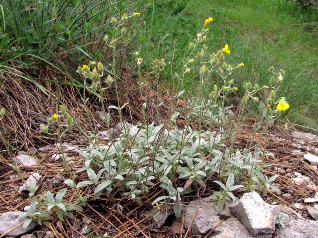 Image of Helianthemum stevenii specimen.