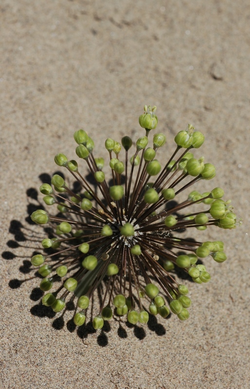 Image of Allium sabulosum specimen.