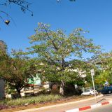 Bombax ceiba. Дерево со вскрывшимися плодами. Израиль, Шарон, г. Герцлия, в культуре. 09.06.2012.