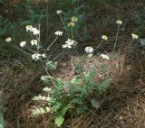 Pyrethrum poteriifolium. Цветущее растение. Черноморское побережье Кавказа, щель Прасковеевская, сосновый бор на гребне приморского склона. 09.06.2012.