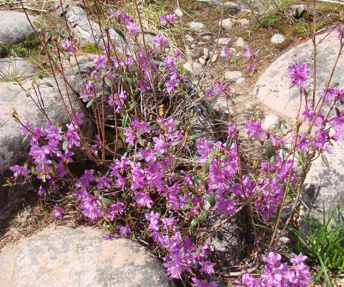 Image of Rhododendron dauricum specimen.