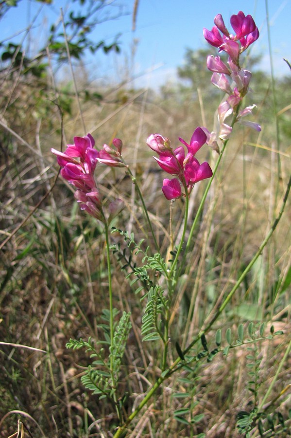 Image of Hedysarum tauricum specimen.