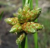 Schoenoplectiella mucronata. Соцветие. Абхазия, Гагрский р-н, окр. с. Бзыпта, рудеральное местообитание. 13.06.2012.