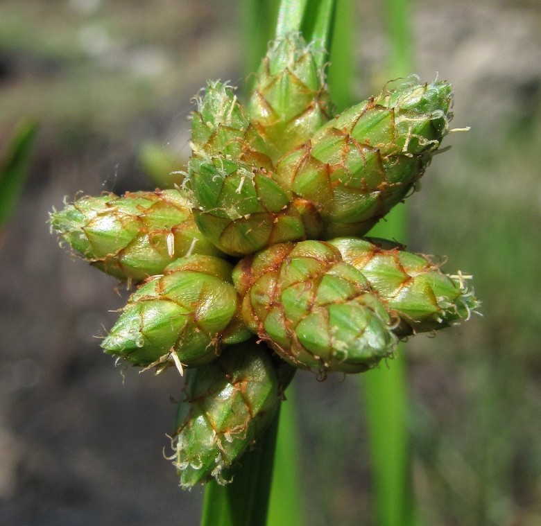 Изображение особи Schoenoplectiella mucronata.