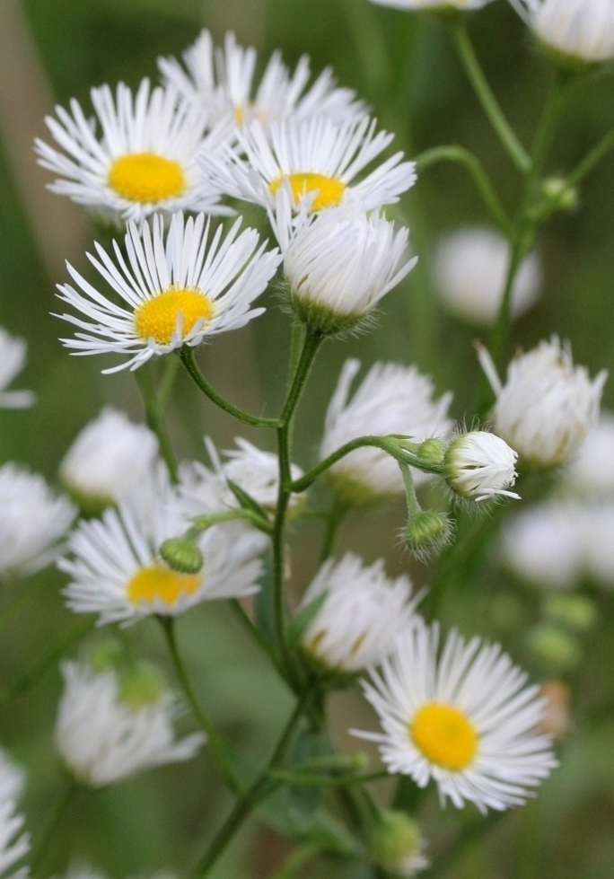 Изображение особи Erigeron annuus.