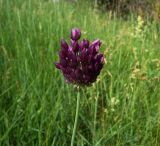 Allium rotundum. Соцветие. Курская обл., Поныровский р-н, с. Брусово. 13 июня 2007 г.