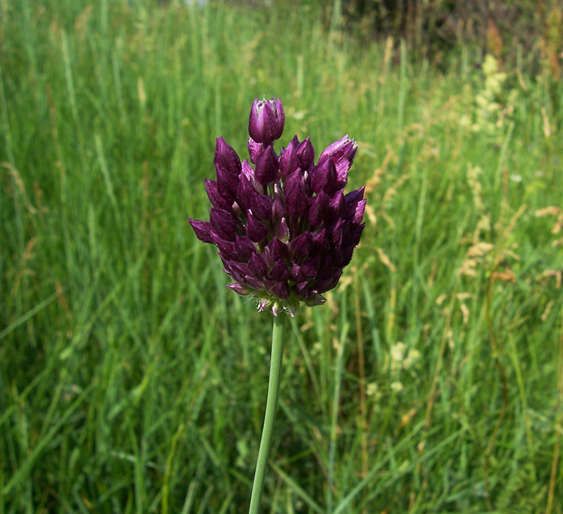 Image of Allium rotundum specimen.