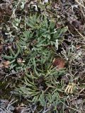 Diphasiastrum alpinum. Растение в кустарничковой тундре. Окрестности Мурманска, начало июня.