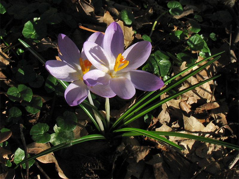 Изображение особи Crocus tommasinianus.