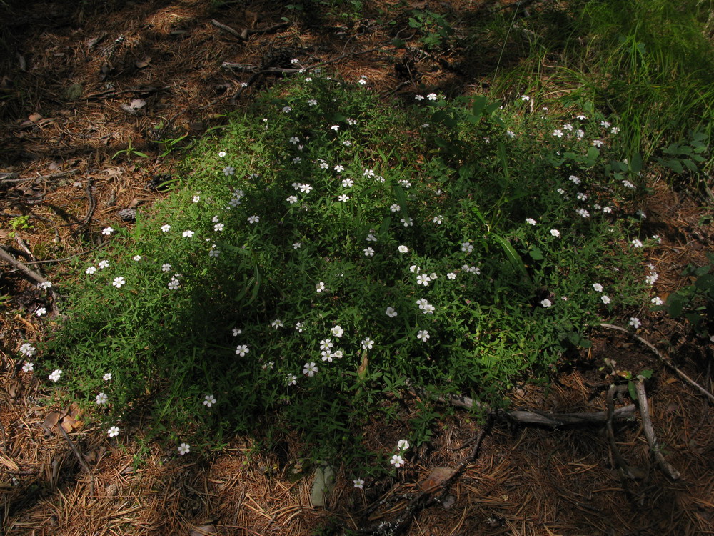 Image of Gypsophila sericea specimen.