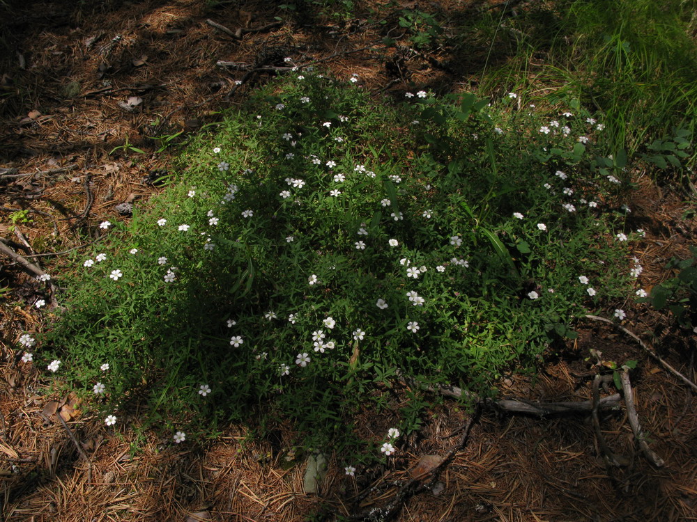 Изображение особи Gypsophila sericea.