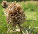 Cirsium vulgare