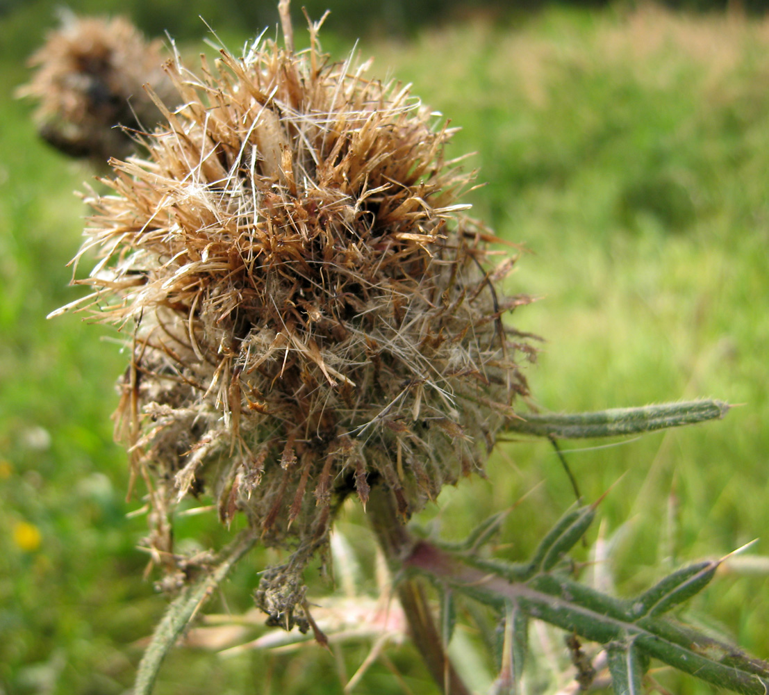 Image of Cirsium vulgare specimen.