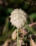 Trifolium fragiferum