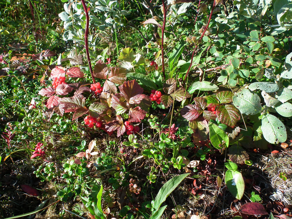 Изображение особи Rubus saxatilis.