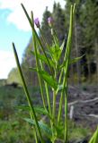 Epilobium adenocaulon