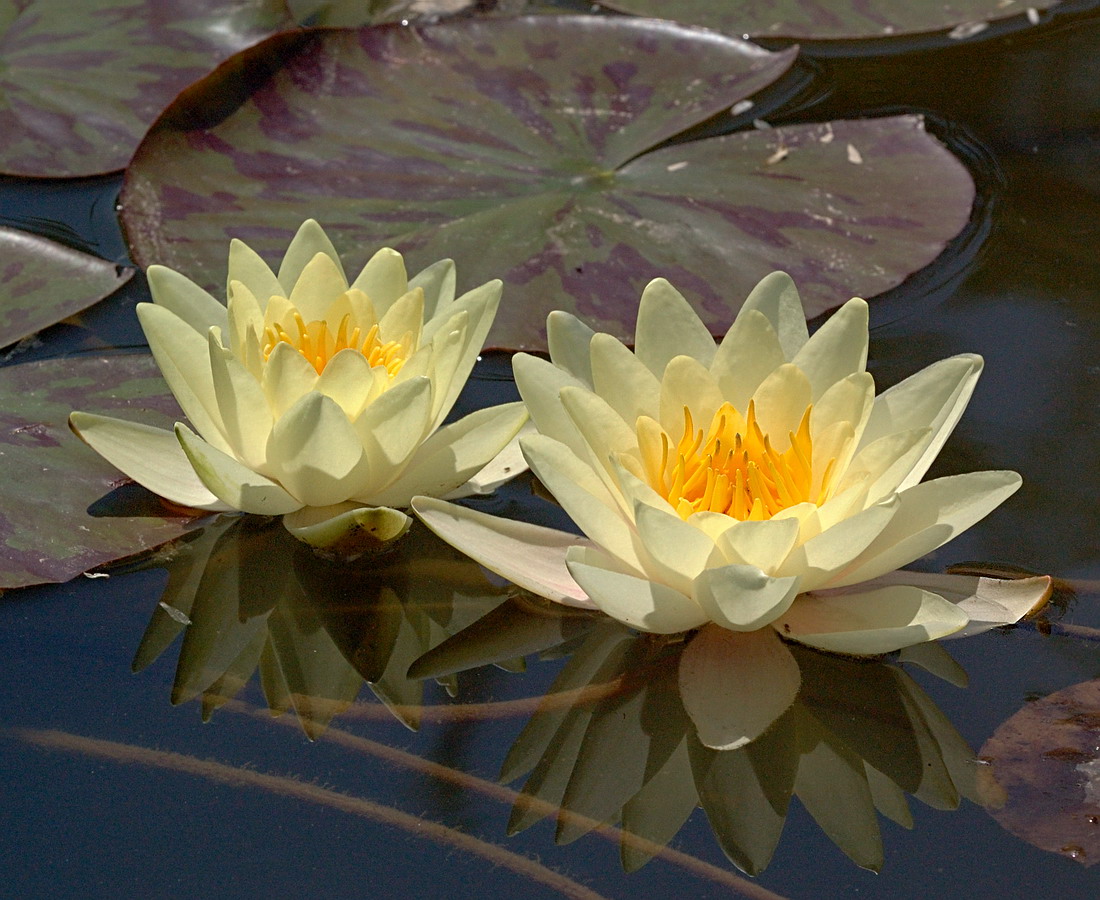 Image of Nymphaea odorata specimen.