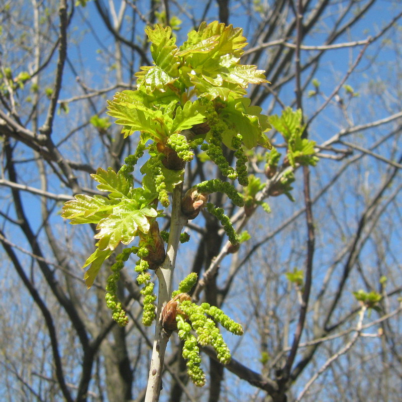 Изображение особи Quercus robur.