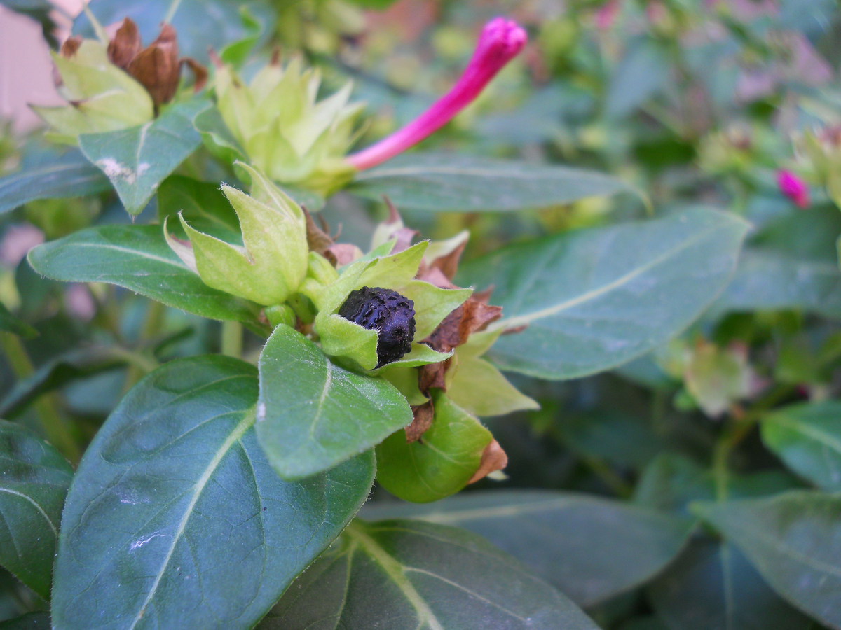 Image of Mirabilis jalapa specimen.