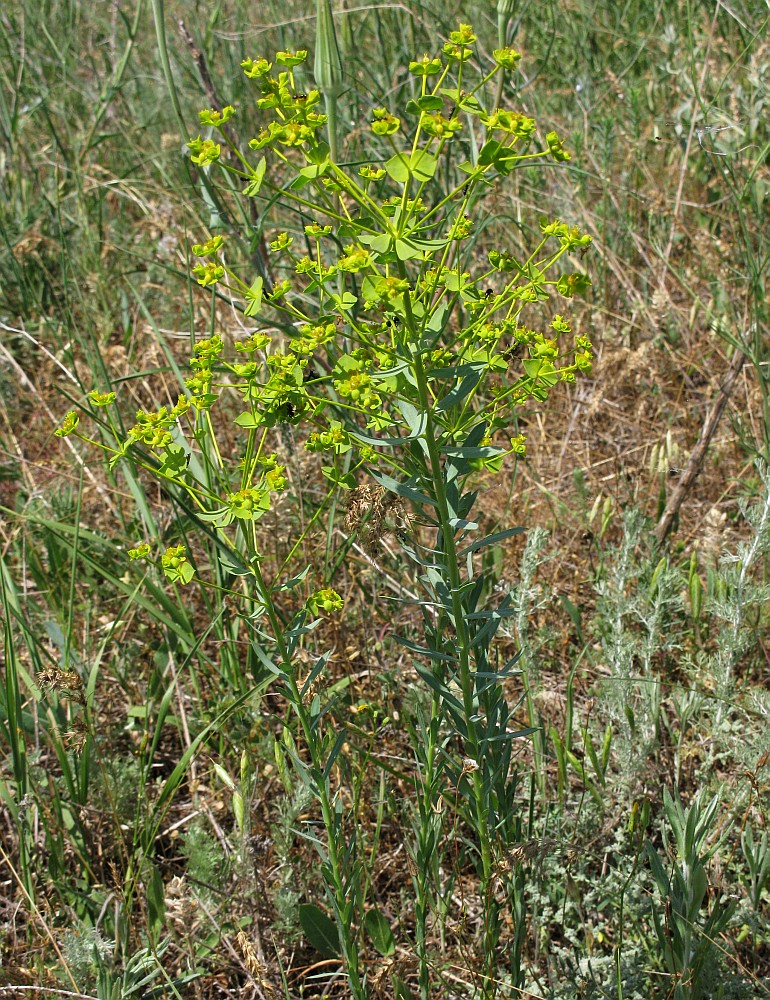 Image of Euphorbia seguieriana specimen.