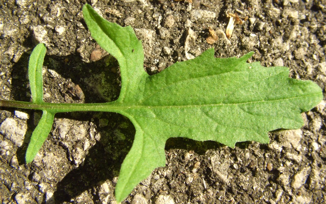 Image of Sisymbrium officinale specimen.