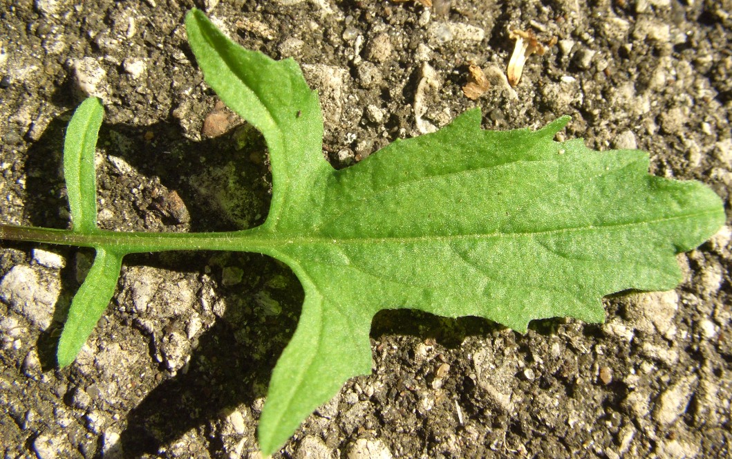 Изображение особи Sisymbrium officinale.