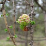 Larix sibirica