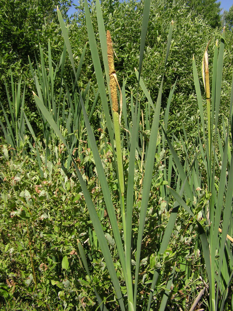 Изображение особи Typha latifolia.