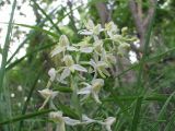 Platanthera metabifolia