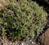 Dianthus cretaceus