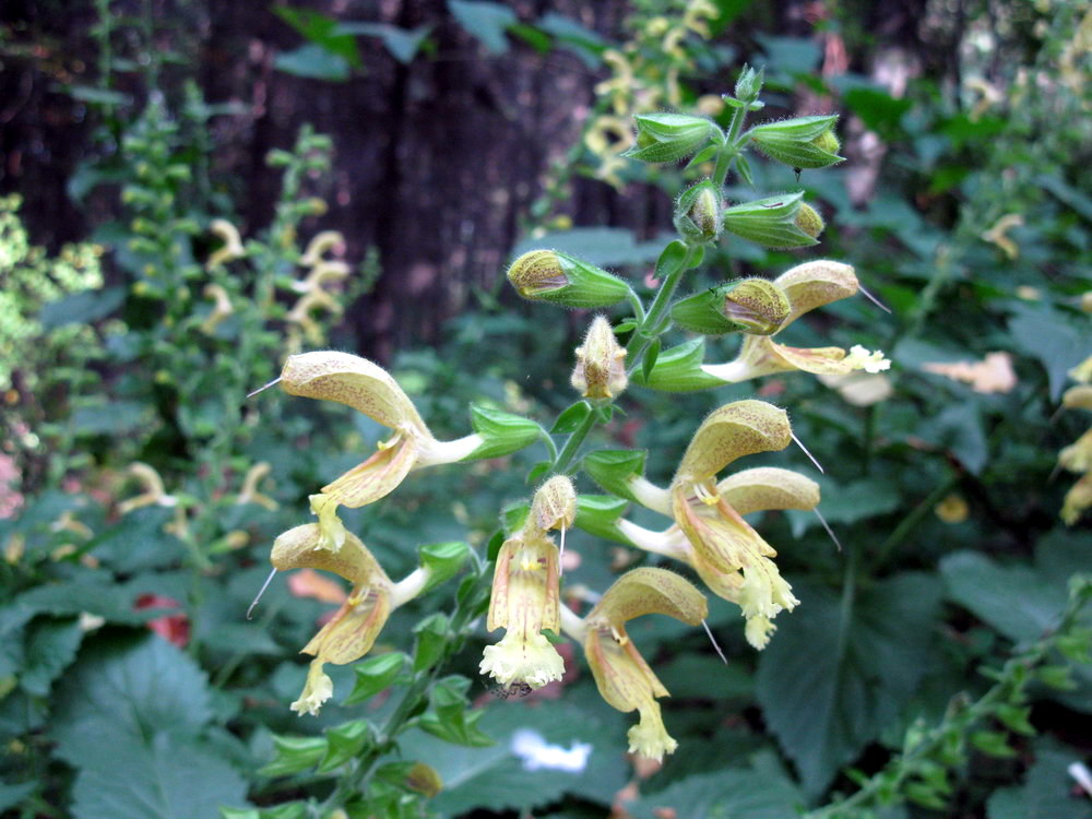 Изображение особи Salvia glutinosa.