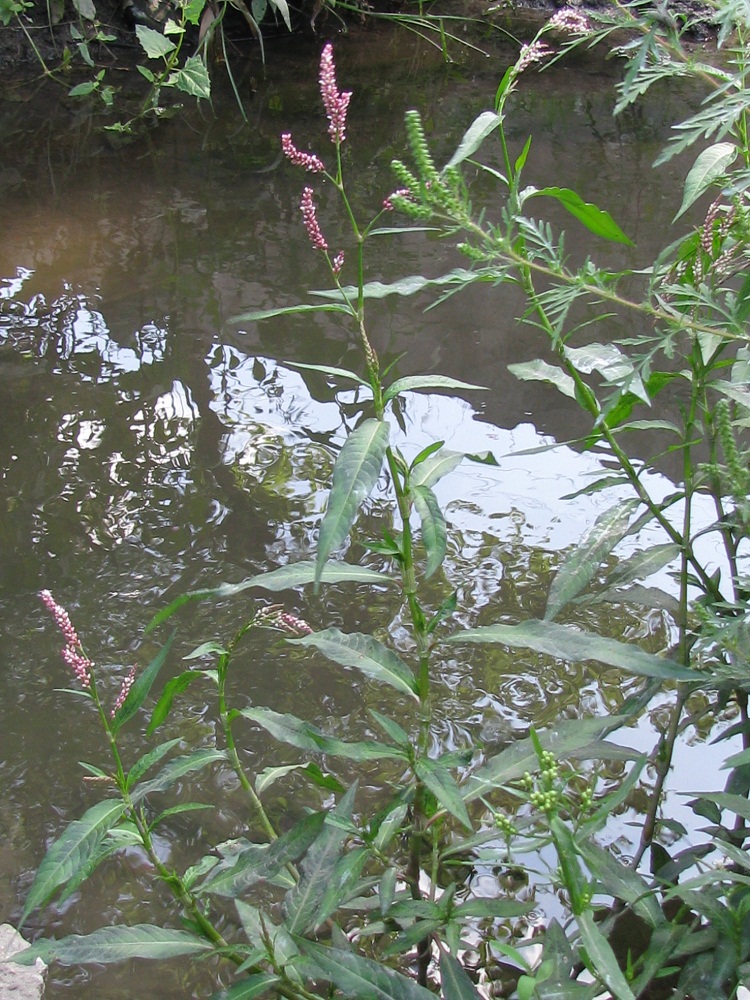 Изображение особи Persicaria maculosa.