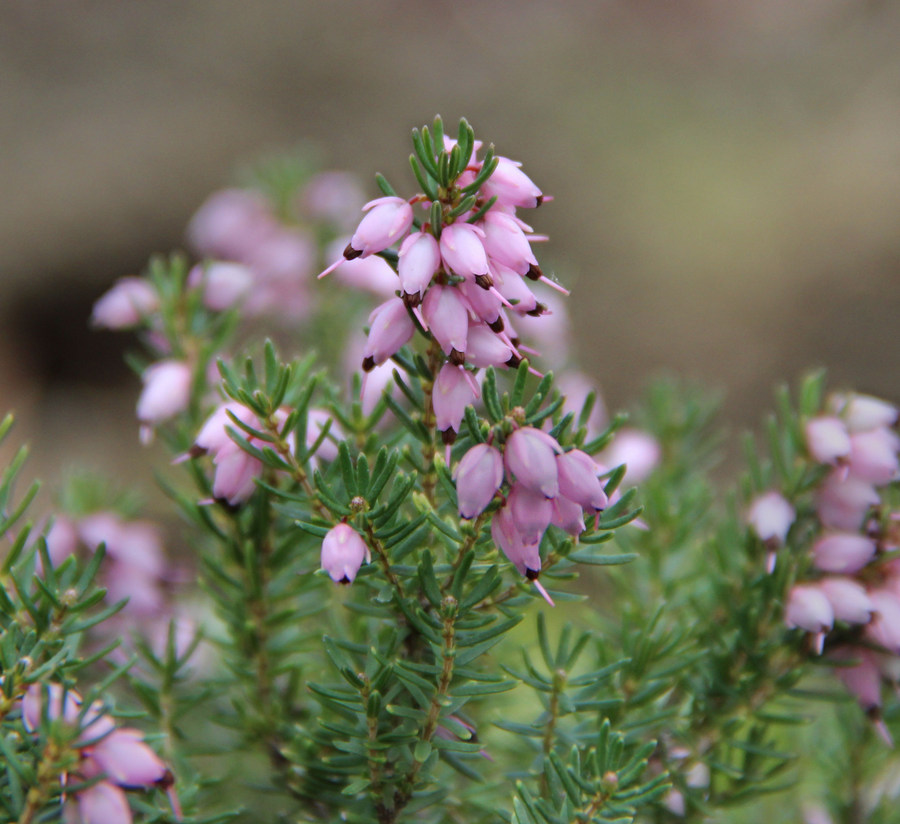 Image of Erica carnea specimen.