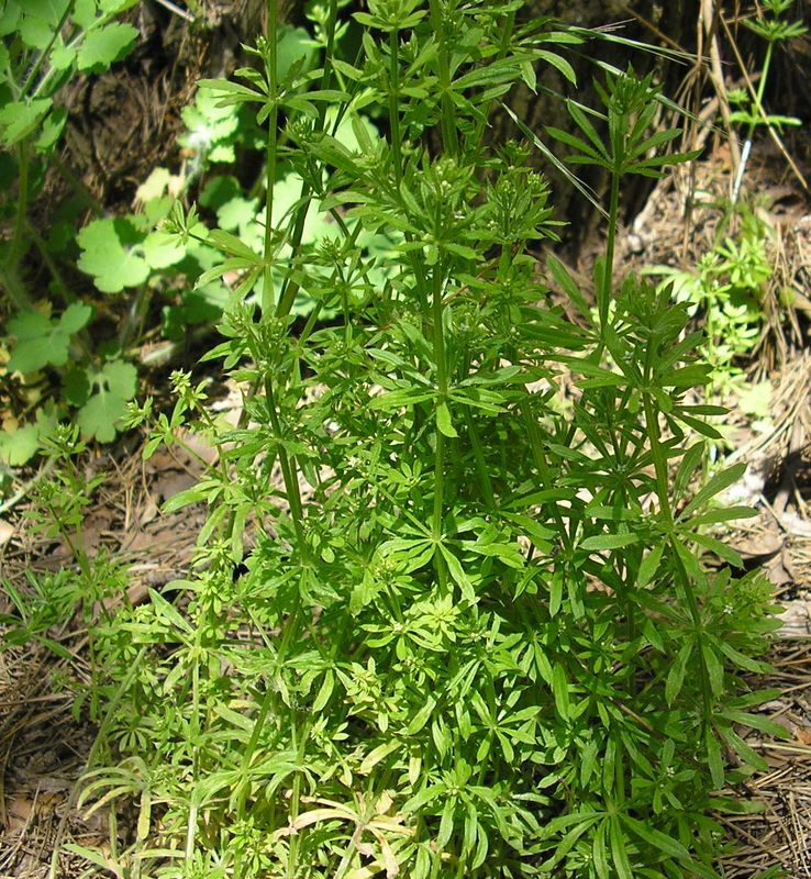 Изображение особи Galium aparine.