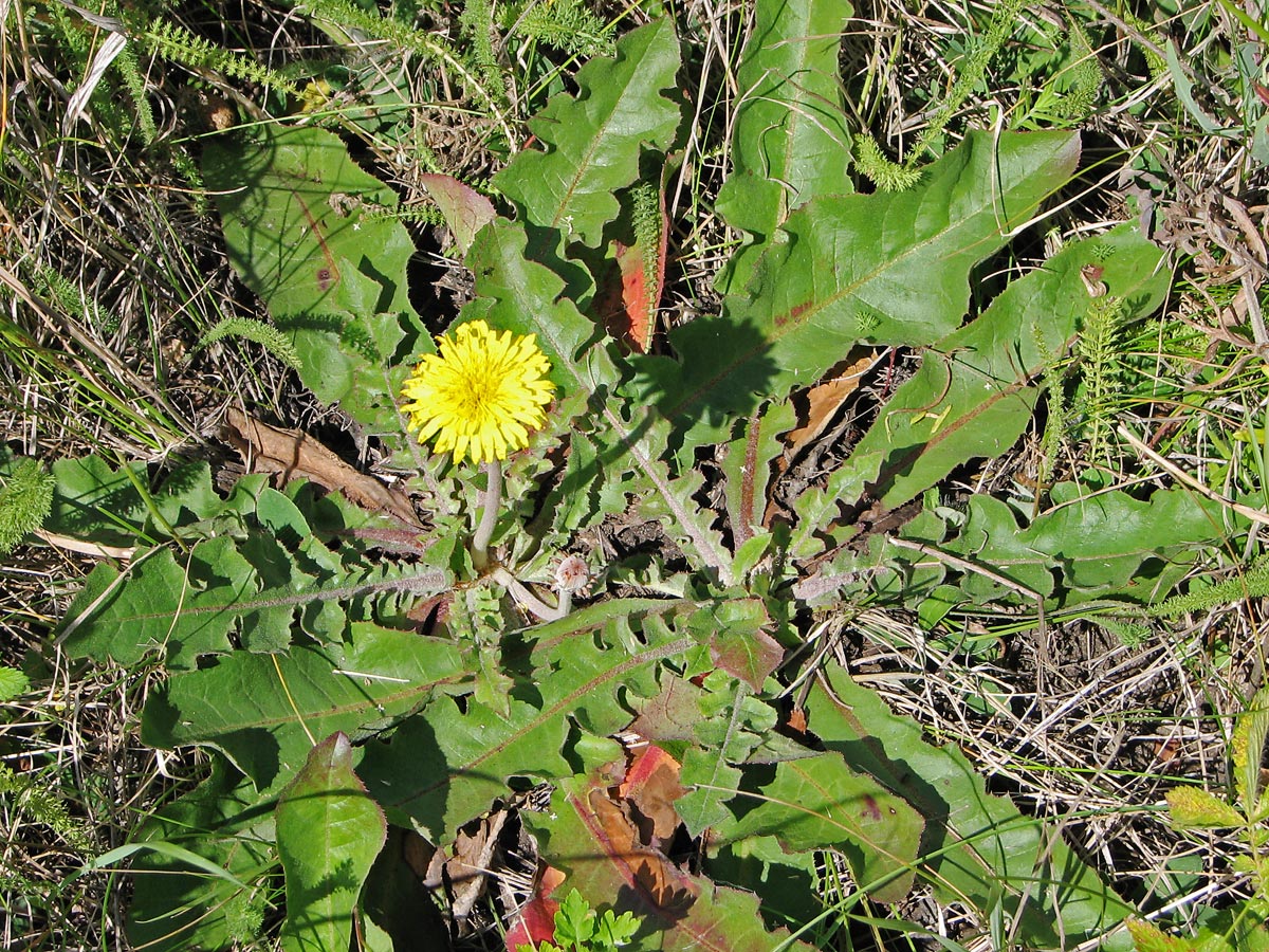 Изображение особи Taraxacum serotinum.