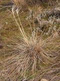Stipa dasyphylla