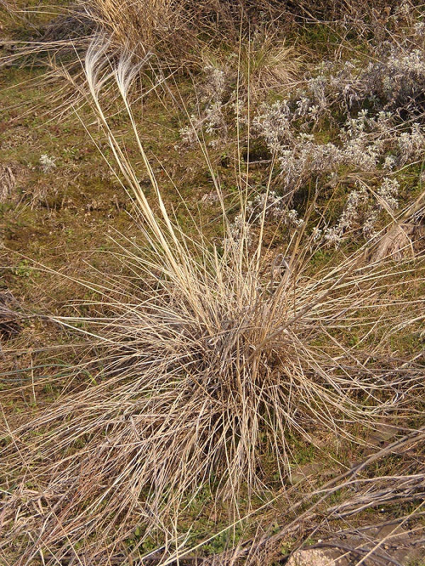 Image of Stipa dasyphylla specimen.