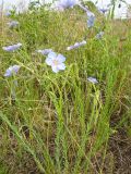 Linum amurense